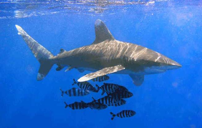 http://animals.y2u.co.uk/photo/animal_kingdom_shark_01.jpg