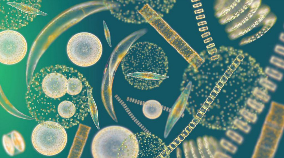 http://blogs.smithsonianmag.com/science/files/2013/03/phytoplankton.jpg