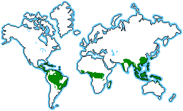 http://www.blueplanetbiomes.org/images/rainforest_location_map001.gif