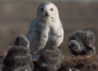 http://www.blueplanetbiomes.org/images/snowy_owl_chicks.jpg