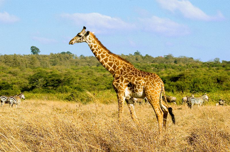 http://www.giraffeworlds.com/images/giraffe_in_savanna_biome_600.jpg