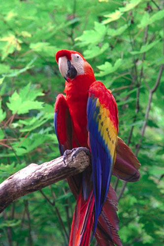 http://www.wildernessclassroom.com/www/schoolhouse/rainforest_library/animal_images/macaw.jpg