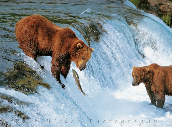 http://1.bp.blogspot.com/-vrmkswv_2km/tvc-vrxo5bi/aaaaaaaaaa0/nnyrggwg3bi/s1600/brown-bears-fishing_6.jpg