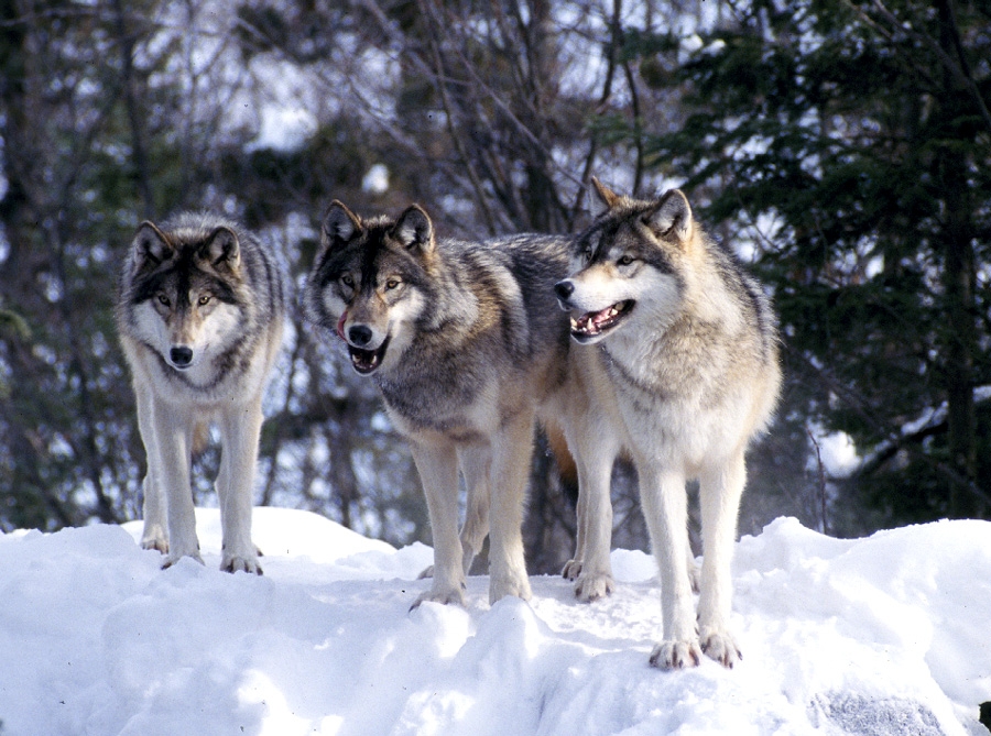 http://www.wildernessclassroom.com/www/schoolhouse/boreal_library/animals/photos/wolf_pack.jpg