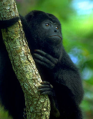 http://www.wildernessclassroom.com/www/schoolhouse/rainforest_library/animal_images/howler_monkey3.jpg