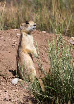 http://www.climatechangeconnection.org/impacts/images/gopher.jpg