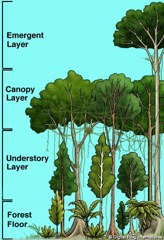 http://3.bp.blogspot.com/-1uwm32kprpy/tjk4m5lxzpi/aaaaaaaaaaw/f2m5kku0e4o/s1600/rainforest_layers.jpg