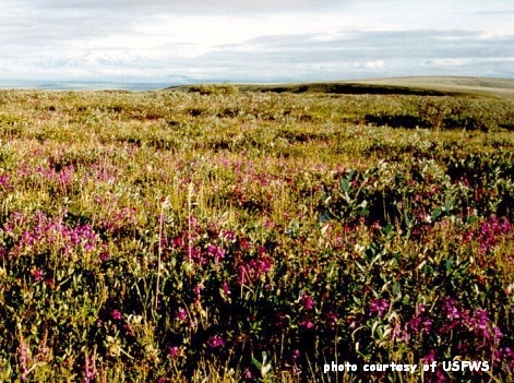 http://www.aitc.sk.ca/saskschools/arctic/plants/tundra_blooms.jpg