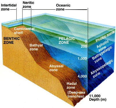 http://marinebio.org/oceans/deep/zones.jpg