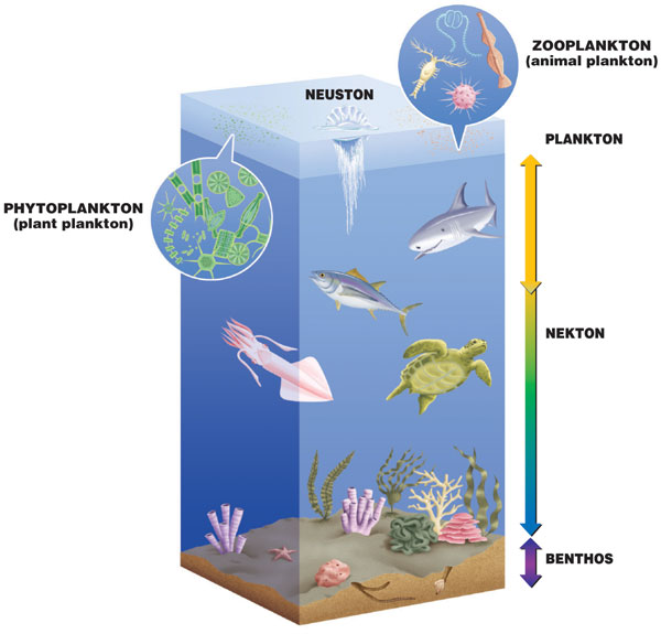 jellyfissh plankton nekton or benthos