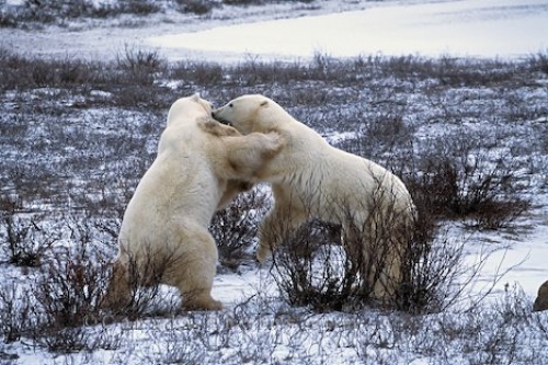 http://www.canada-photos.com/images/500/bear-fight_67-65.jpg