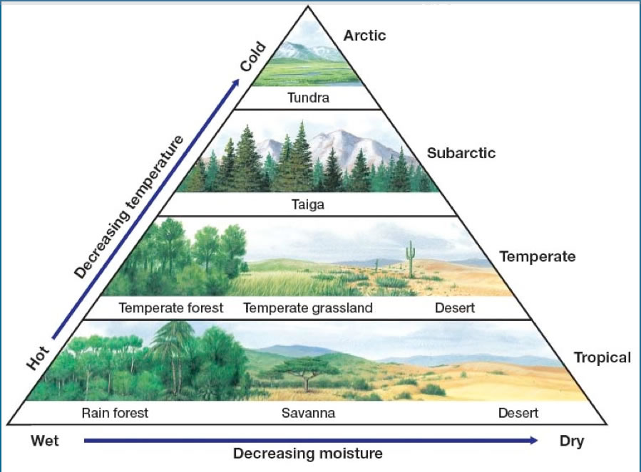 A biome is a large group of ecosystems that share similar climates