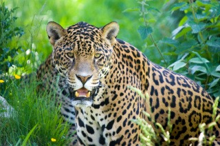 http://www.buzzle.com/images/animal-kingdom/jaguar-1.jpg