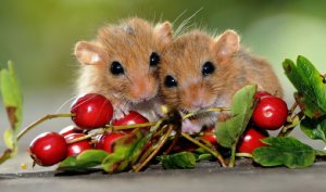http://lynhervalley.co.uk/assets/photos/countryside/dormice.jpg