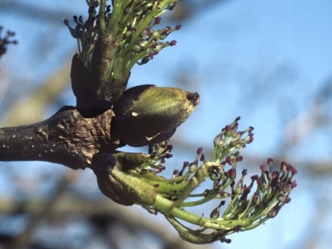 ash flower