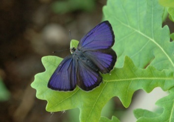 http://butterfly-conservation.org/files/purple-hairstreak-upperwing-male1-jim-asher-web.jpg