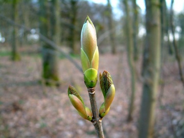 sycamore tree buds