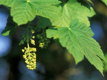 sycamore leaves and fruit