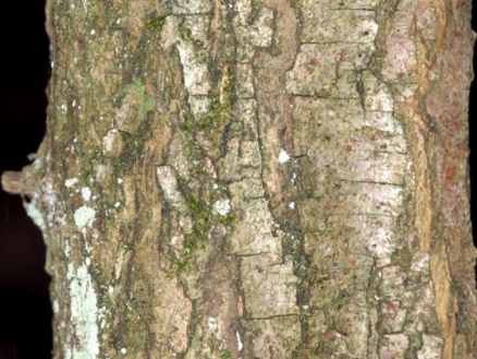 hawthorn bark