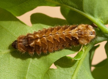 http://butterfly-conservation.org/files/purple-hairstreak-larva1_peter-eeles-web.jpg