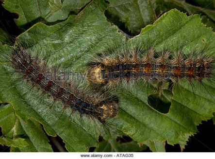 http://l7.alamy.com/zooms/35ae587565684108bd1aac12fd6c8818/caterpillars-of-the-nut-tree-tussock-on-hornbeam-leaves-atag35.jpg