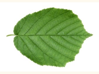 hazel leaf