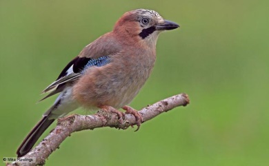 http://ichef.bbci.co.uk/naturelibrary/images/ic/credit/640x395/e/eu/eurasian_jay/eurasian_jay_1.jpg