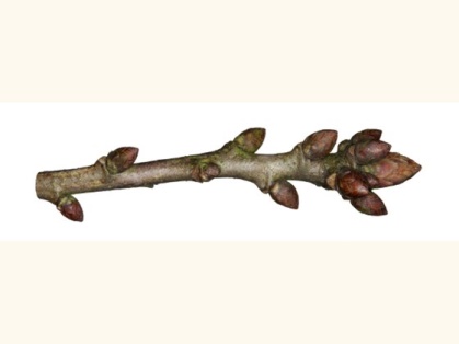 oak twig