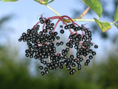 elder berries