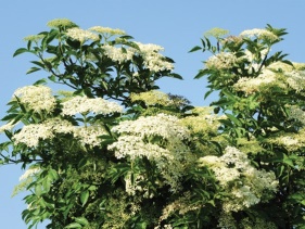 elder canopy and flowers