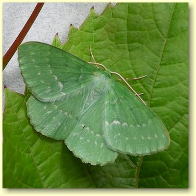 http://www.bigapple.org.uk/miscellany/images/moths/large-emerald.jpg