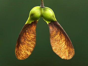 sycamore fruit