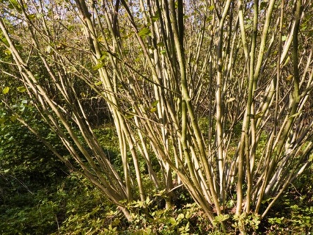 hazel coppice