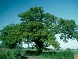 oak tree