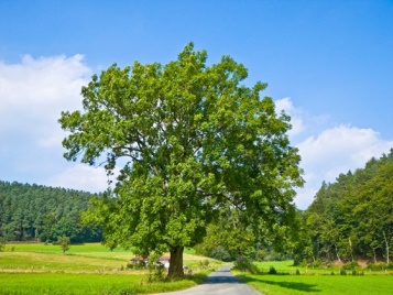 large healthy ash tree