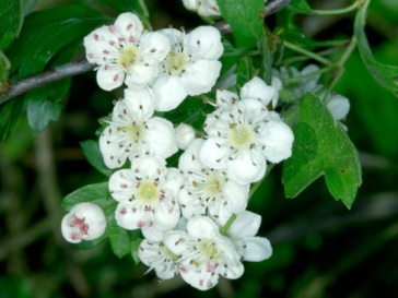 hawthorn flowers