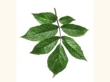 elder leaf