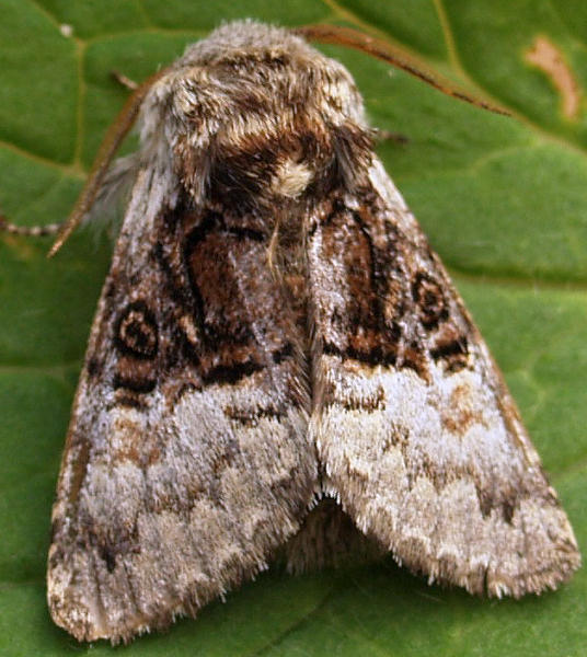 http://www.montgomeryshiremoths.org.uk/macro%20moths/pics_large/2425%20nut-tree%20tussock.jpg