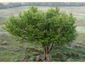 hazel tree