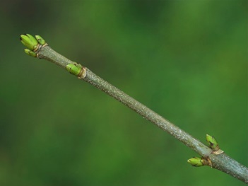 sycamore twig with buds
