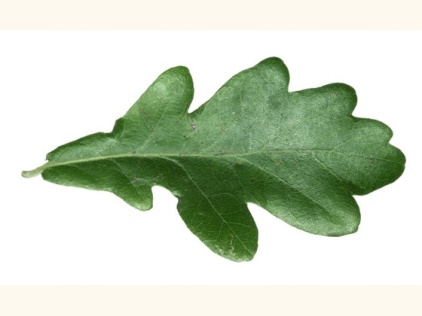 oak leaf