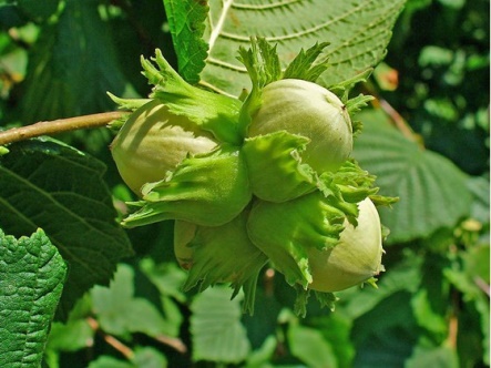 hazel fruit