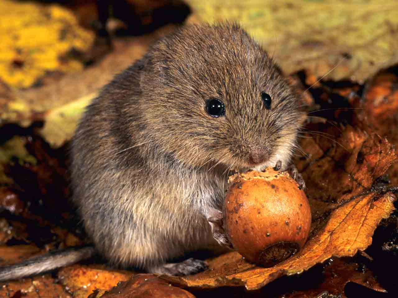 http://www.saga.co.uk/magazine/media/saga/publishing/verticals/home-and-garden/gardening/garden-wildlife/david-chapman/mammals/bank-vole_1280x960.jpg