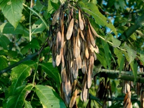 ash samara seeds