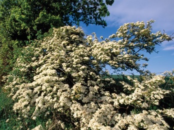 hawthorn shrub
