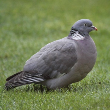 http://www.animalphotos.me/bird/bird-wood_files/wood_pigeon6.jpg