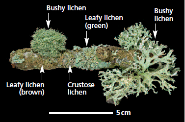 http://www.apis.ac.uk/sites/default/files/image/indicator-lichens.png