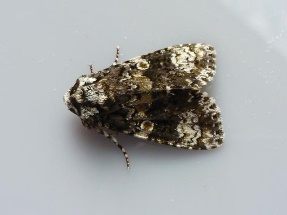 http://www.aphotofauna.com/images/moths/moth_craniophora_ligustri_the_coronet_20-07-12_3.jpg