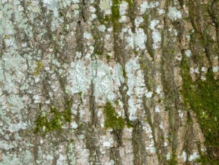 ash bark