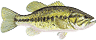 bass_largemouth_1a